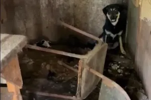 Режим экстраординарной ситуации для бездомных животных пока не вводят